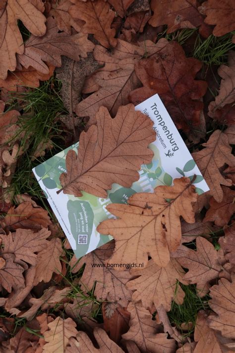 European treeguide Bomengids.nl featuring: Macon_eik | Macon_oak ...