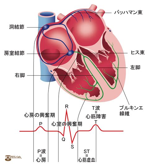 ecg cafe