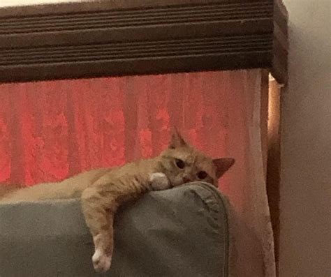 This is an outrage. It's far too hot for this man! : r/orangecats