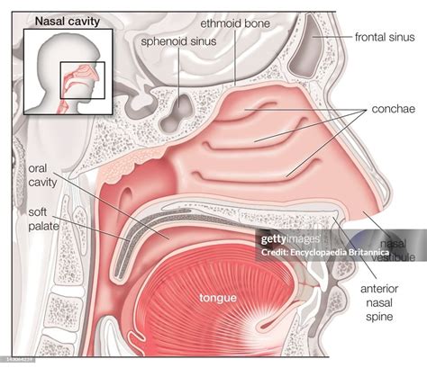sagittal view   human nasal cavity news photo getty images
