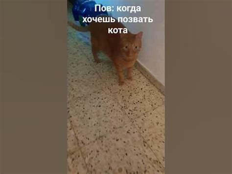 пов: когда хочешь позвать кота - YouTube