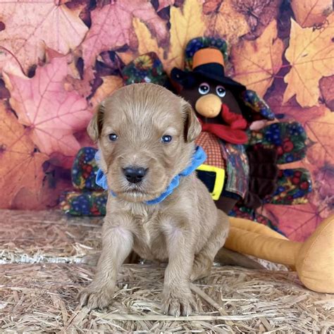 Bruno Mars | Dog Ranch Rescue
