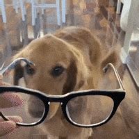 Dog In Sunglasses GIFs - Find & Share on GIPHY