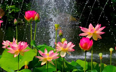 desktop backgrounds hd flowers 8