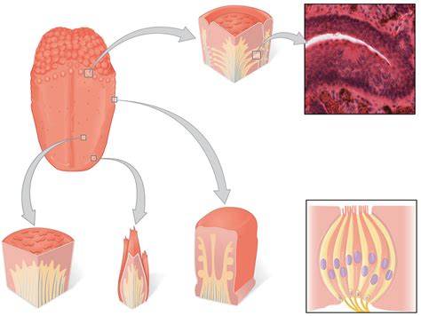 diagrams diagram quizlet