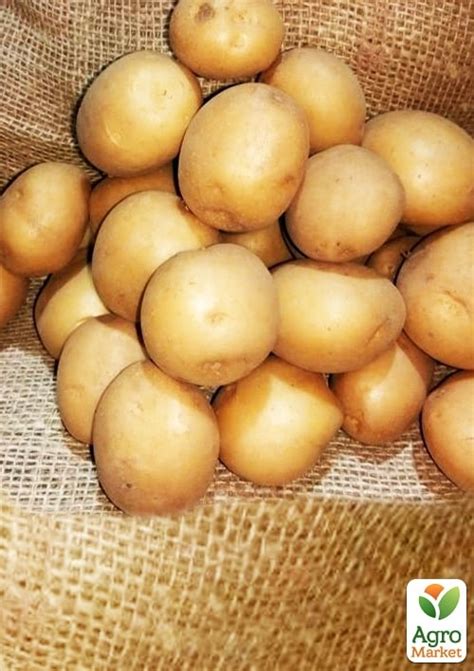 Картофель "Коломбо" семенной ультраранний (на варку, 1 репродукция) 1кг ...
