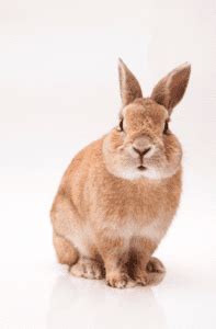 Thrianta Rabbit Breed - Top Facts & Guide