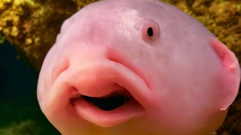 bizarre unique fish    world