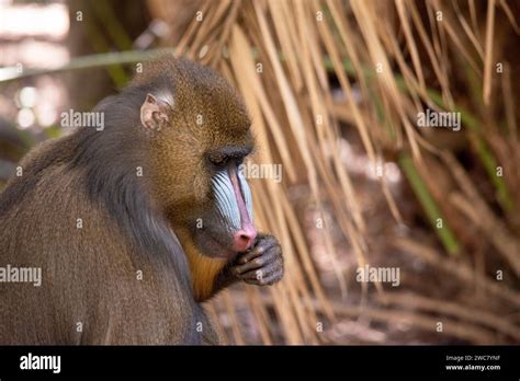 the mandrill has thick ridges along the nose that are purple and blue ...