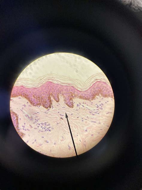 Areolar Connective Tissue | Loose connective tissue, Medical school ...