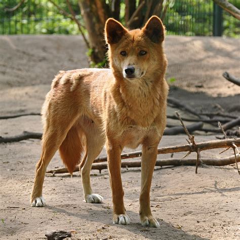 Dingo | Dingo (Canis lupus dingo) Tierpark Berlin, Germany C… | Flickr