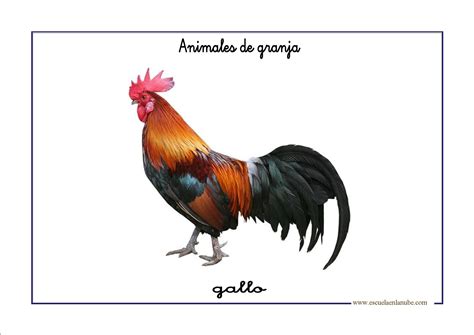Animales de la Granja para colorear - Escuela en la Nube | Animales de ...