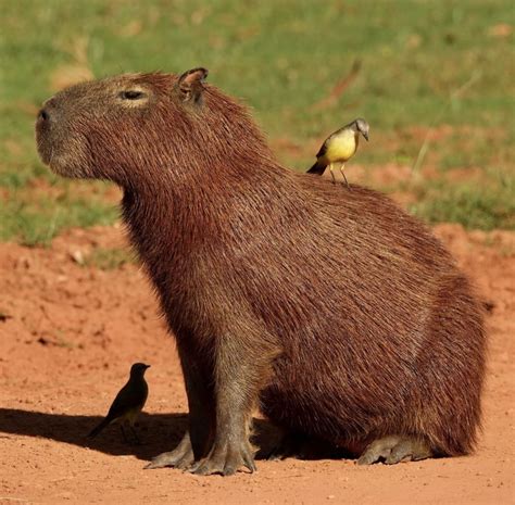 Get to Know the Capybara | Wildest