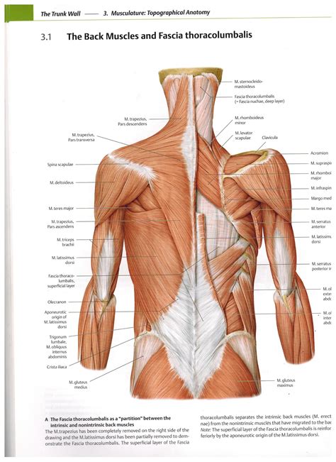 Latissimus Dorsi Muscle Origin And Insertion