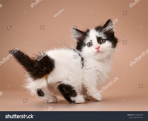 fluffy munchkin kittens