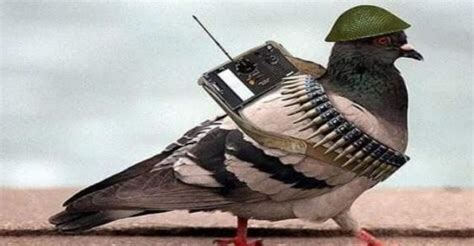 Suspected spy pigeon from Pakistan captured along IB in Kathua - Ayupp ...