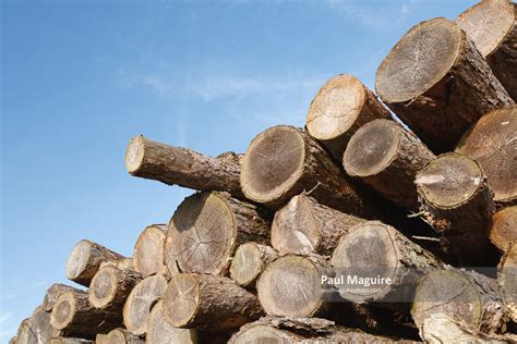 stock photo logging industry paul maguire