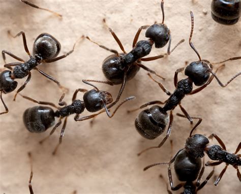 7 Types of ANTS found in Minnesota! - Bird Watching HQ 
