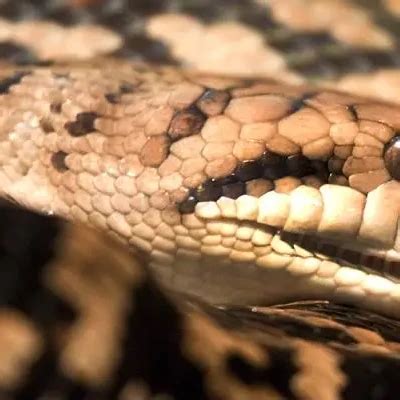 Australian scrub python - Facts, Diet, Habitat & Pictures on Animalia.bio