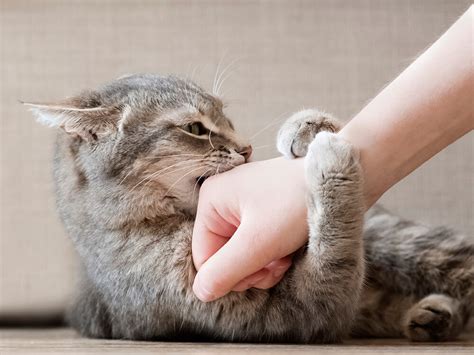 Do Cats Have Periods When in Heat? | UKPets