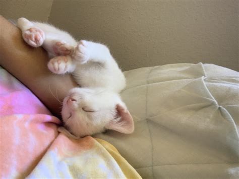 Kitten missing whiskers? : r/CatAdvice