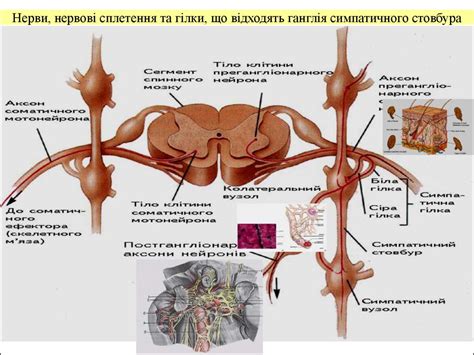 Автономна нервова система - презентация онлайн