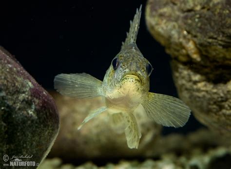 Ruffe Photos, Ruffe Images, Nature Wildlife Pictures | NaturePhoto