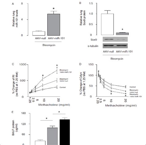 Sox9 suppression by miR-101 impairs recovery of lung function after ...