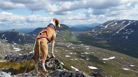 Hygen Hound - Pedigreed Breeds - DogWellNet.com