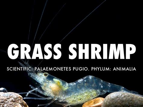 Grass Shrimp by Liam Breslin