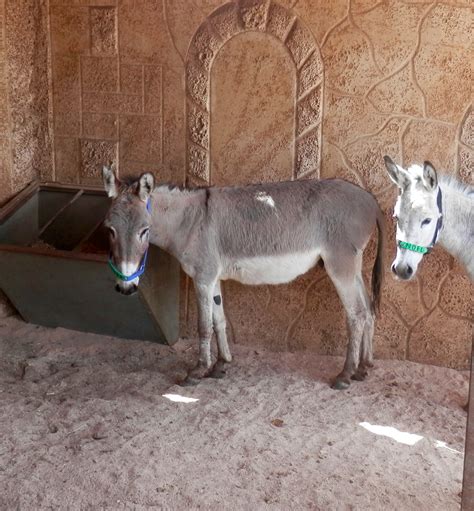 Jenga - Safe Haven for Donkeys