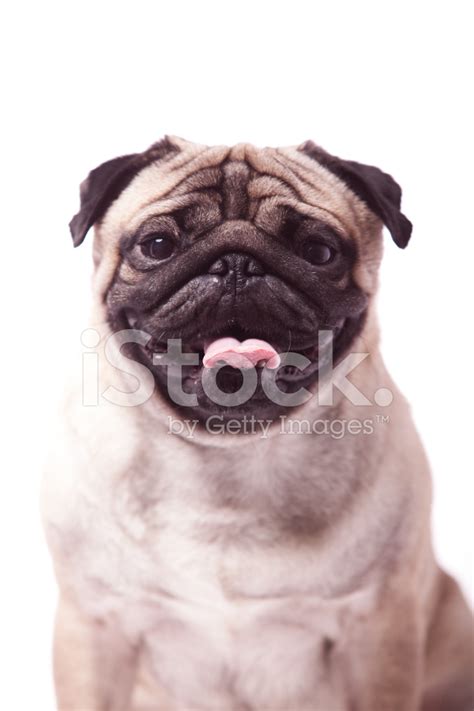 Mops Mit Sonnenbrille Stockfoto | Gebührenfrei | FreeImages