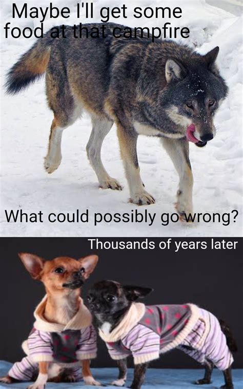 What could go wrong? : r/memes