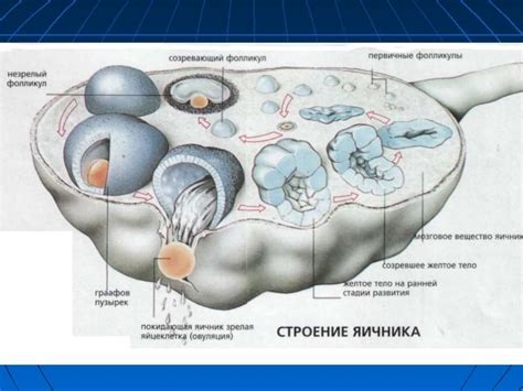 Гистологическое строение яичника - презентация онлайн