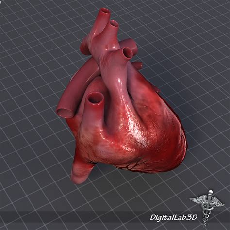 human heart anatomy 3d model