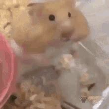 Hamster Cute GIF – Hamster Cute Happy – discover and share GIFs