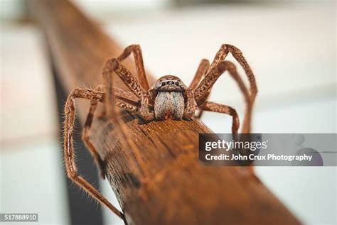 49 Australian Huntsman Spider Stock Photos, High-Res Pictures, and ...