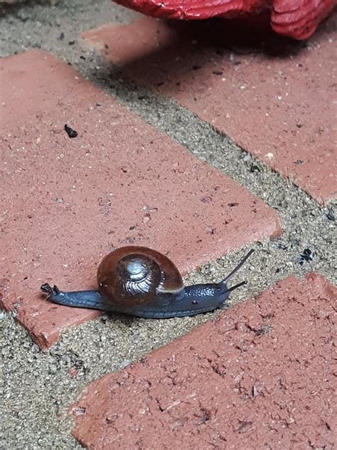 Walk for your lives!!! : r/snails