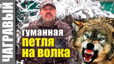 ГУМАННАЯ ПЕТЛЯ на волка и других хищников - YouTube