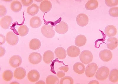 Trypanosomatida – Variety of Life