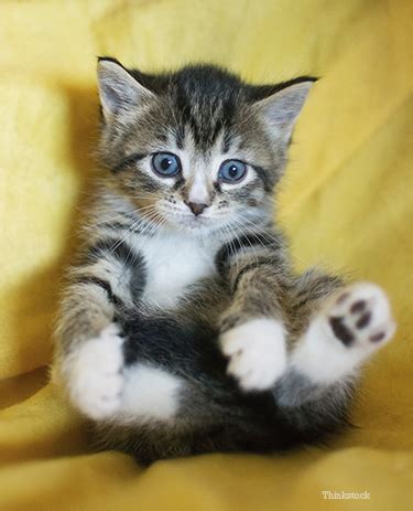 introduce   cat   home