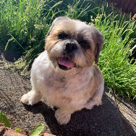 Gizmo - Almost Home Dog Rescue
