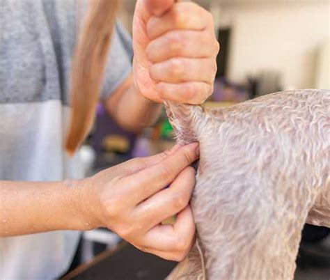 how to express dog gland