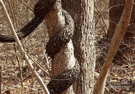 snaking photograph  pamela rivera fine art america