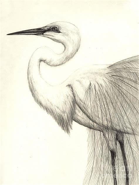 Ibis Drawing Amazing | Drawing Skill