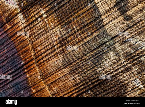 close    log cut   chainsaw stock photo alamy