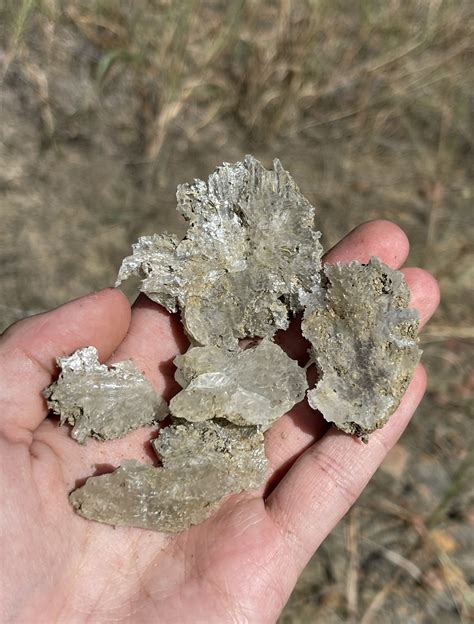 Who Are The Modern Day Ammonites 7