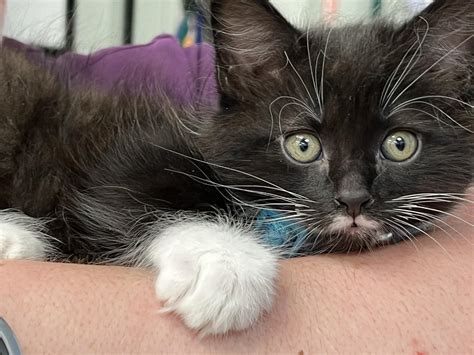 VCA Anderson Animal... - VCA Anderson Animal Hospital