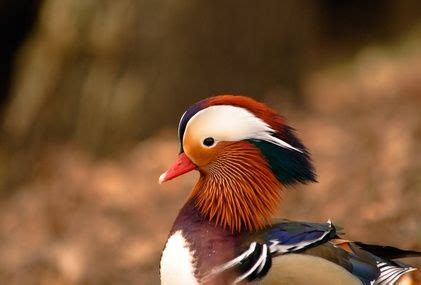 Endangered species of North Korea Mandarin Duck Mandarin Duck, North ...