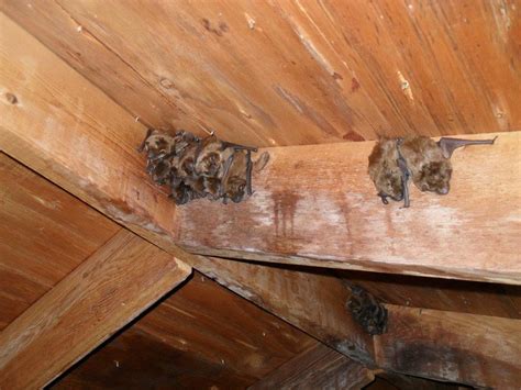 how to get rid of bats in your attic